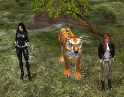 Cheetah and Catseye tiger tiger