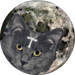 Catseye mooncat Logo trial  1  copy